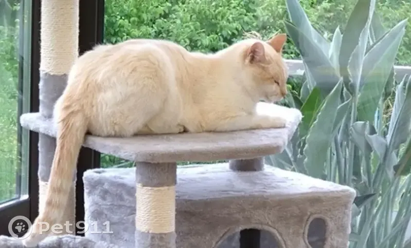 Chat mâle blanc/roux perdu, yeux bleus - photo