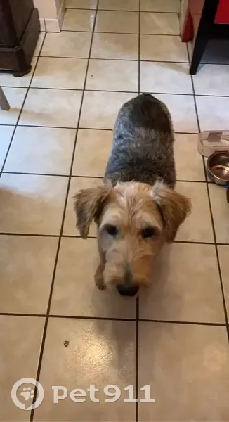 Scooby Dou perdu à Chouzé-sur-Loire - photo