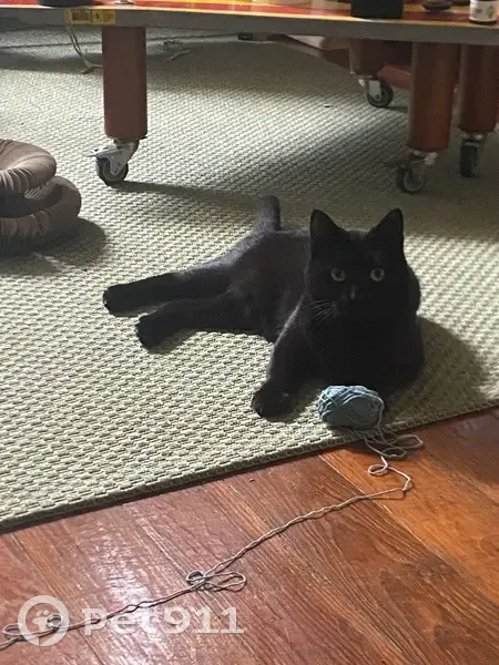 Chatte noire disparue à Bordeaux - photo