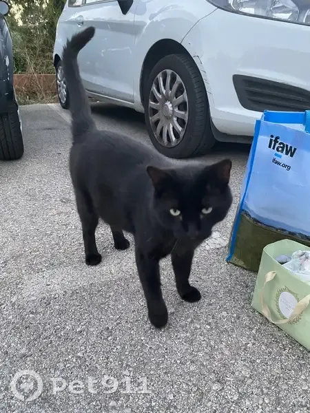 Chat noir trouvé à Vence, sociable - photo