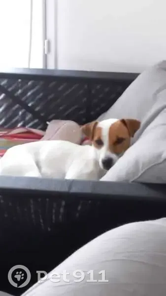 Chien perdu à Calorguen : Jack Russel croisé - photo
