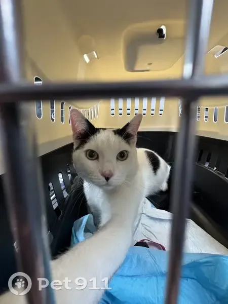 Chat trouvé près de sa caisse à Serrières - photo
