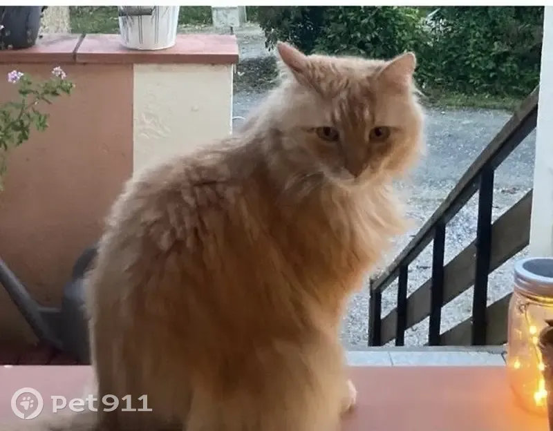 Chat roux/beige disparu à Escanecrabe - photo