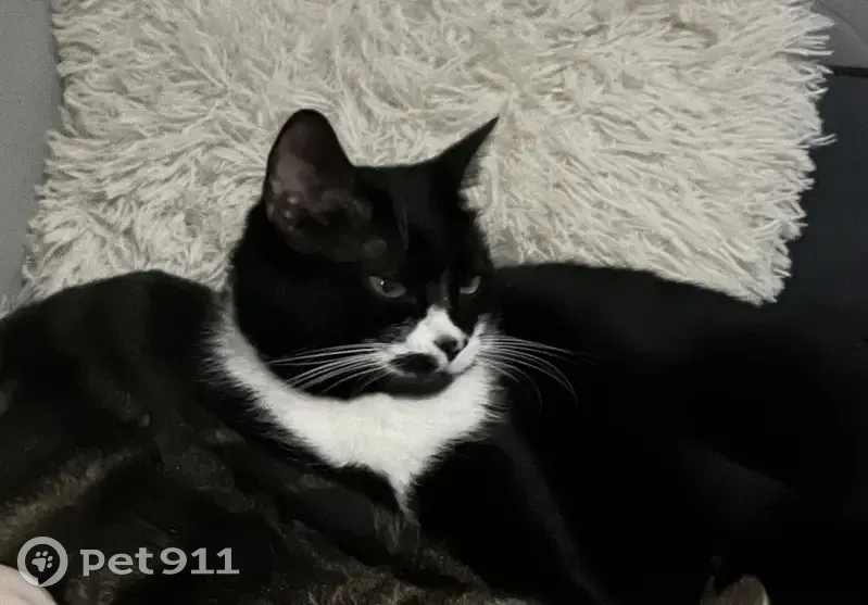 Chatte perdue noire/blanche à Arvert - photo