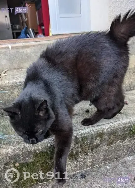 Chatte noire perdue à Bures-sur-Yvette - photo