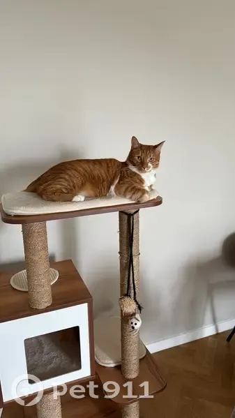 Chat tigré roux perdu à Osny - photo