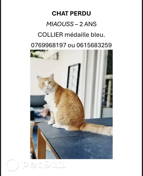 Miaouss, chat roux perdu à Marseille - photo
