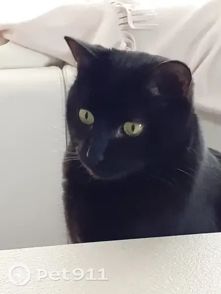 Chat noir 5 ans perdu à Vindry-sur-Turdine - photo