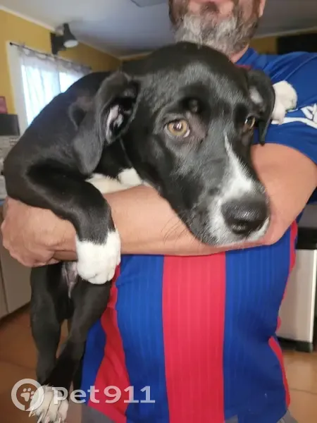 Chiot croisé trouvé à Istres, envoyé à la SACPA - photo