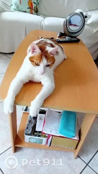Tsuki, chat 2 ans disparu à Boussy-Saint-Antoine - photo