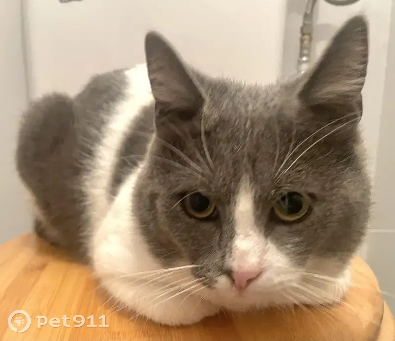 Chat mâle trouvé à Haillicourt - photo
