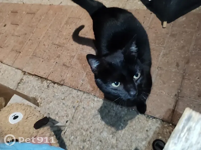 Chatte câline trouvée rue Hélène Boucher - photo