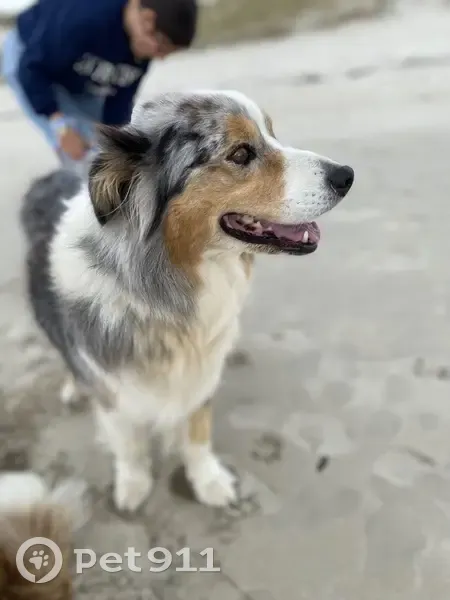 Chien perdu : Joey, Berger Australien, Le Guilvinec - photo