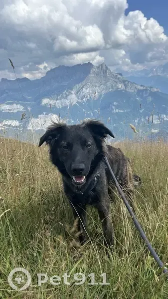 Chien perdu à Bartrès, 11 mois, craintif - photo