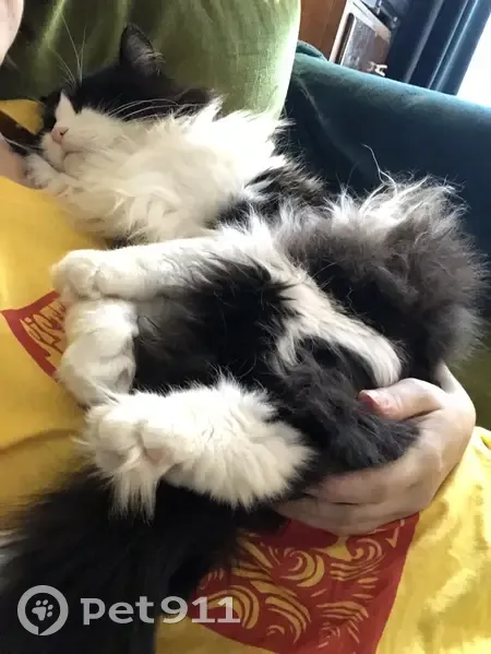 Chat noir et blanc disparu à Nantes - photo