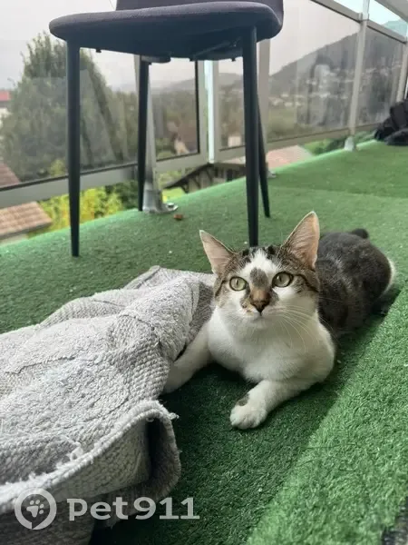 Chat européen perdu à Annemasse - photo