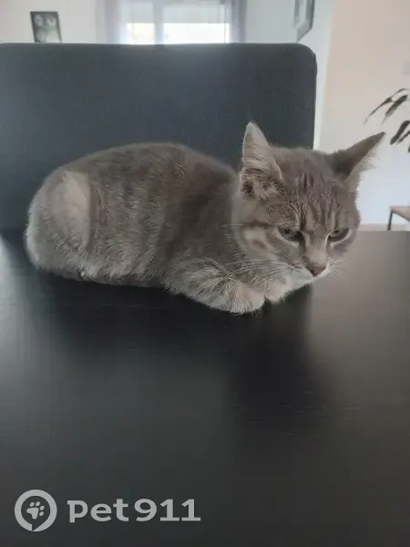 Chaton femelle tigrée trouvé à Ancier - photo