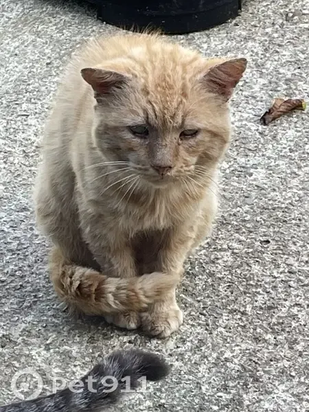 Chat roux mâle non castré trouvé Corné - photo