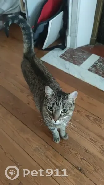 Chatte tigrée disparue à Laigneville - photo