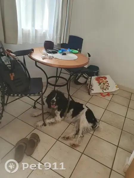 Springer de chasse perdue près de Rouillon - photo