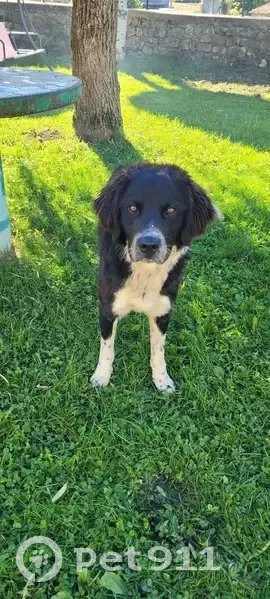 Jeune chien mâle trouvé à La Chaulme - photo