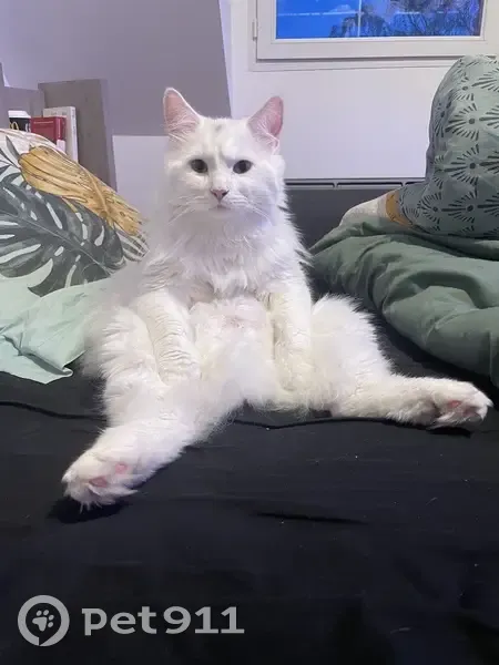 Chat Angora Turc perdu à Guérande - photo