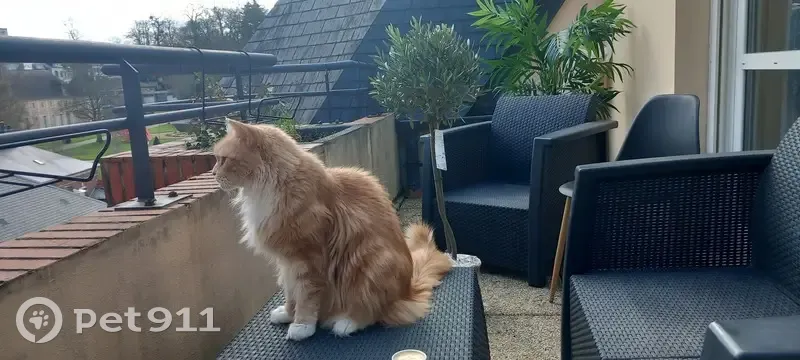 Chat Maine Coon crème perdu à Évreux - photo