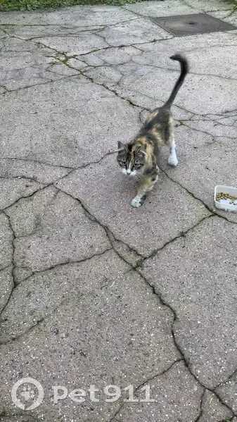 Chatte maigre trouvée à Tourcoing - photo