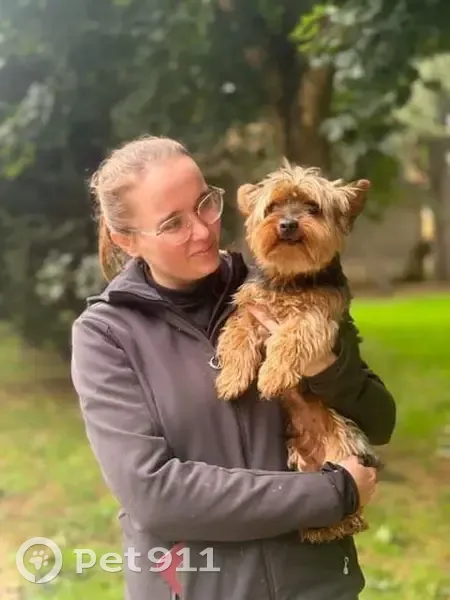 Petit chien peureux perdu à La Freslonnière - photo