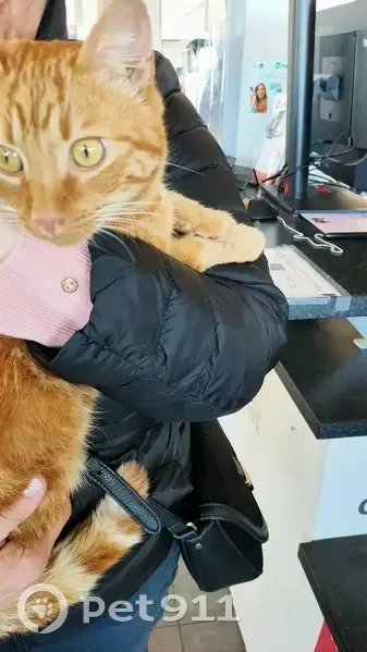 Jeune chat roux trouvé à Franconville - photo