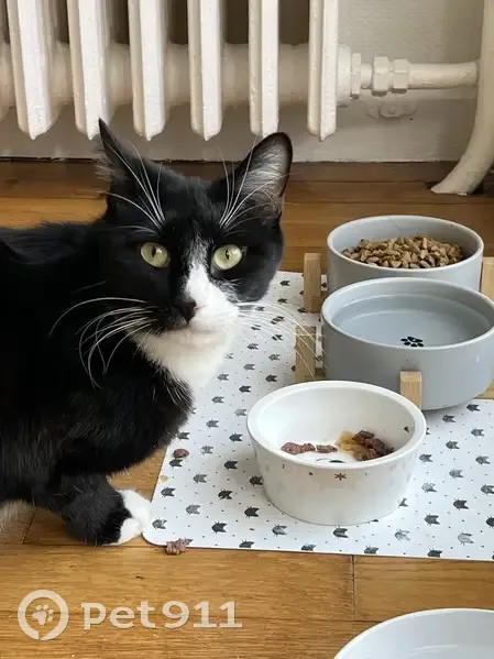 Chat noir et blanc perdu à Metz - photo