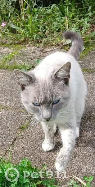 Chat sociable trouvé à Bubry - photo