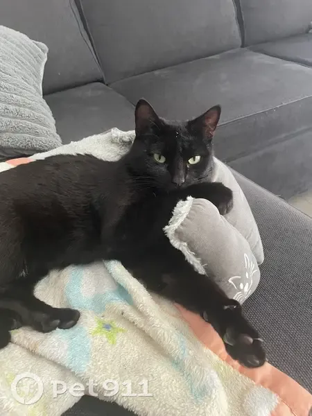 Chatte noire disparue à Corps-Nuds - photo