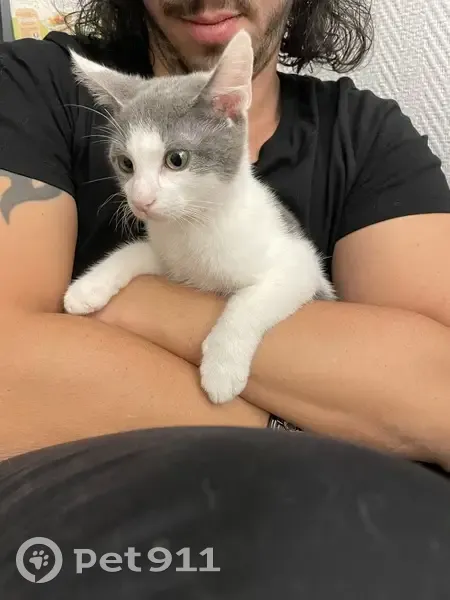 Chaton gris-blanc trouvé à Nancy - photo