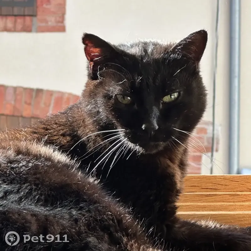 Chat noir européen disparu à Charavines - photo