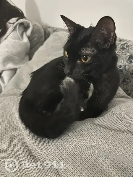 Chat noir et blanc trouvé à Vincennes - photo
