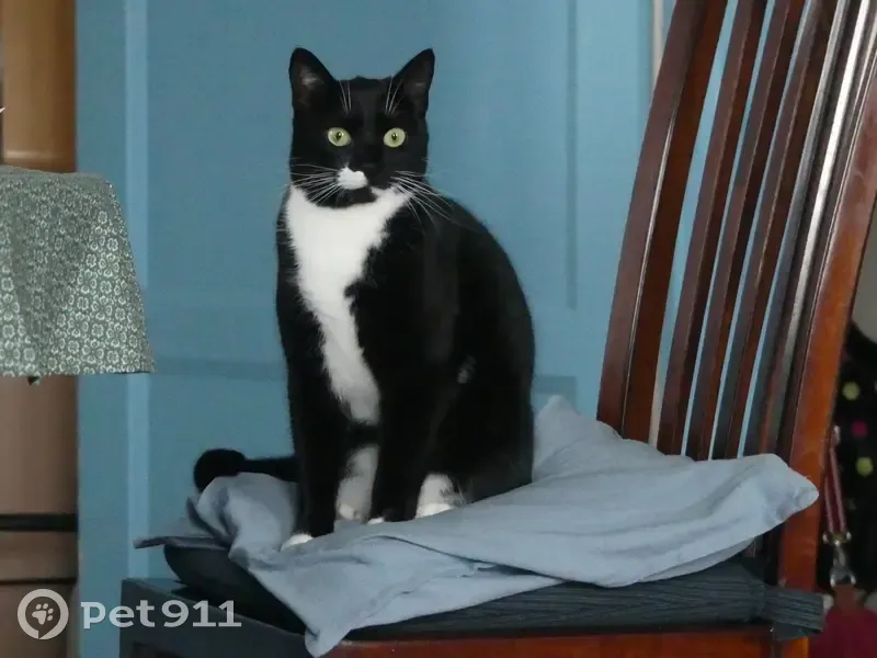 Chat Mallow perdu, souvent en vadrouille - photo