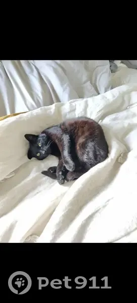 Chatte noire avec tache blanche perdue - photo