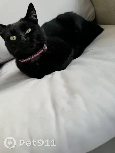 Chat noir trouvé, collier rose, Toulouse - photo