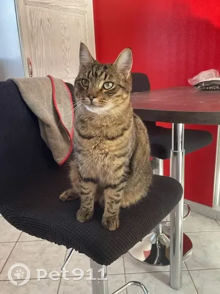 Chat perdu : Tiwi, tigré/marron, 2 ans - photo