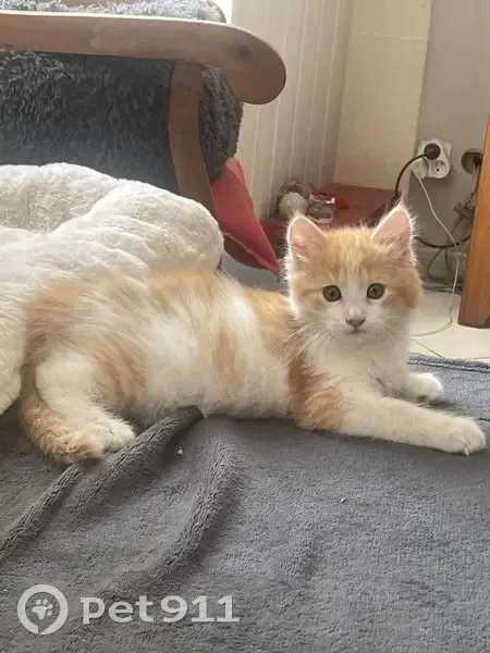 Chaton roux et blanc perdu à Étaules - photo