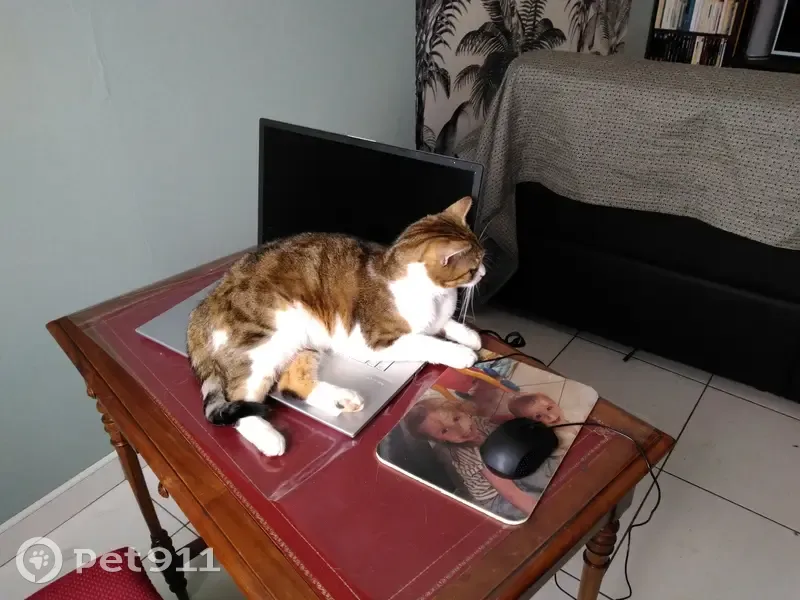 Chatte craintive disparue à Besançon - photo