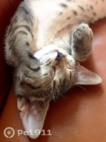 Chat tigré gris perdu à Bellevigne - photo