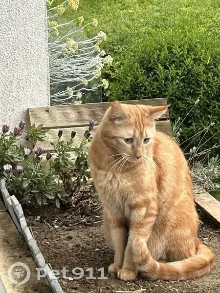 Chat roux mâle disparu à Besançon - photo