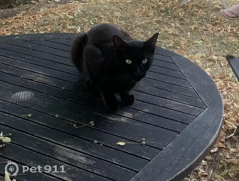 Chat noir sociable perdu à Latresne - photo