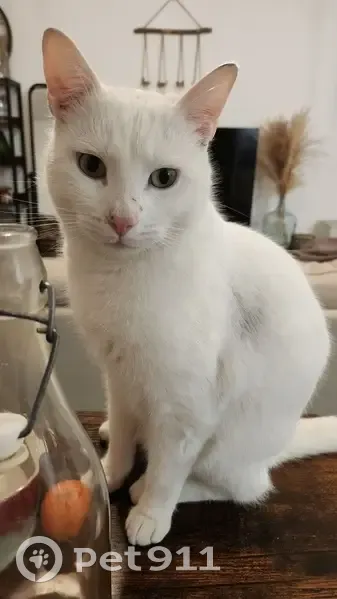 Chat blanc mâle 2 ans disparu à Ollioules - photo