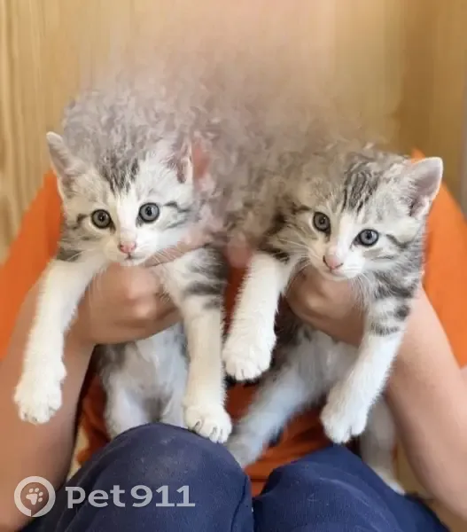 Chatons tigrés perdus à Gricourt - photo