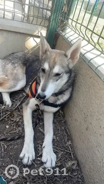 Husky gris-blanc perdu à Taurinya - photo