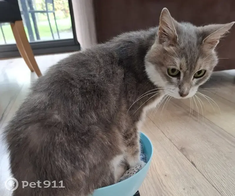 Chatte Noisette perdue à Clermont-Ferrand - photo