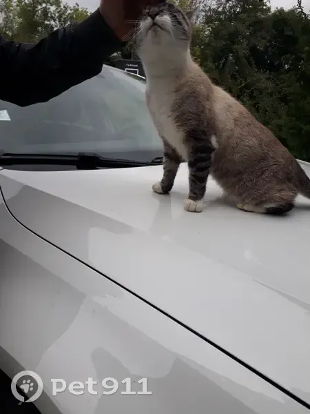 Chatte grise/blanche trouvée à Cornier - photo